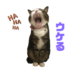 [LINEスタンプ] スミちゃんちゃん