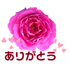 [LINEスタンプ] 立体、女子力アップ！お花のスタンプ