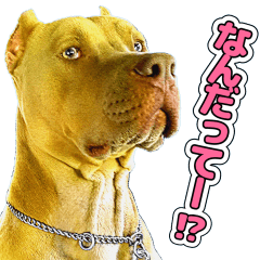 [LINEスタンプ] 表情の豊かすぎるピットブル犬ロジャー3