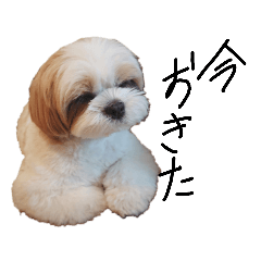 [LINEスタンプ] シーズーメイちゃん2！
