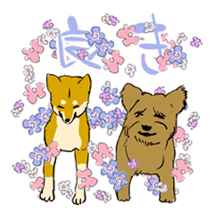 [LINEスタンプ] 笑顔の柴犬と不満顔のテリア