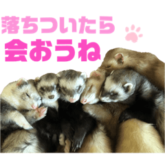 [LINEスタンプ] I LOVE FERRET フェレット 14 SP