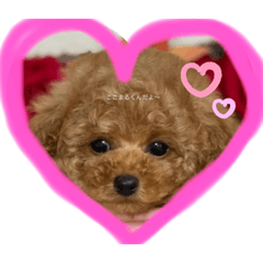 [LINEスタンプ] cocomaru550
