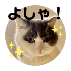 [LINEスタンプ] つぶのつぶやき⭐︎