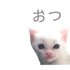 [LINEスタンプ] 白猫のみーたんスタンプ