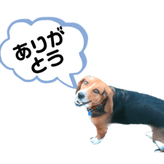 [LINEスタンプ] ビーグルはなのちょっと言わせて