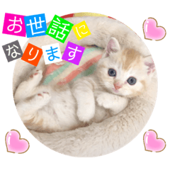 [LINEスタンプ] ねこまーち スマイルプリンセス