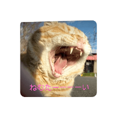 [LINEスタンプ] 野良にゃん
