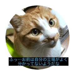 [LINEスタンプ] なんか切迫した気持ちになる猫スタンプ