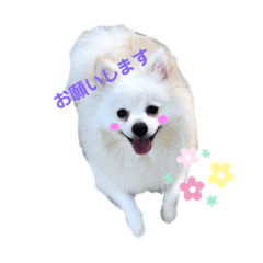 [LINEスタンプ] ポメラニアンのスタンプです