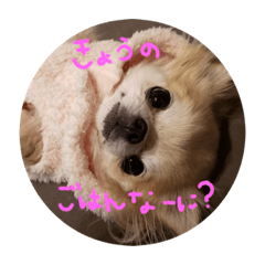[LINEスタンプ] Babyわんこの日常