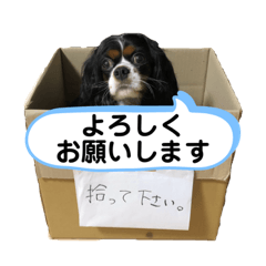 [LINEスタンプ] リンちゃんスタンプ第三弾