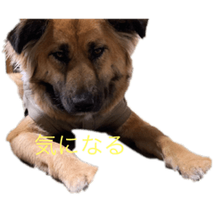 [LINEスタンプ] 珍しい愛犬