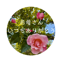 [LINEスタンプ] 母の日 花の写真とともに感謝を伝えよう