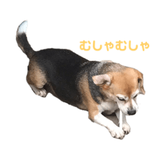 [LINEスタンプ] ベルちゃんとリュウくん2