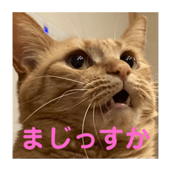 [LINEスタンプ] 茶トラのきなこさん3