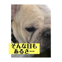 [LINEスタンプ] フレンチブルドックのビームです。