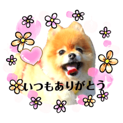 [LINEスタンプ] もふもふポメラニアンのプリンちゃん