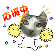 [LINEスタンプ] tocco/special③/猫/レオ/カイ/