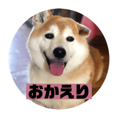 [LINEスタンプ] 柴犬そらの家族で使える会話スタンプ