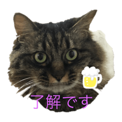 [LINEスタンプ] ロンさんの日常1