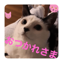 [LINEスタンプ] AsaCoco 2nd ver