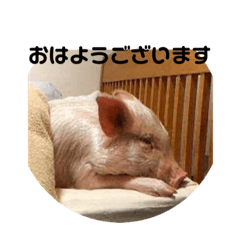 [LINEスタンプ] ミニブタ朔太朗