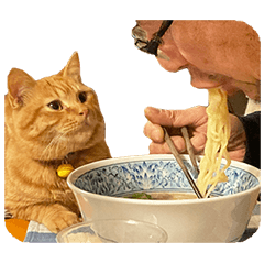 [LINEスタンプ] 親父と猫