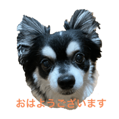 [LINEスタンプ] チワワの幸太さん 追加してます