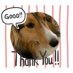 [LINEスタンプ] シェルティ蓮華さんの日常
