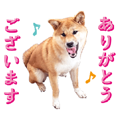 [LINEスタンプ] やんちゃ柴犬 茶々姫★子犬 社会人・敬語