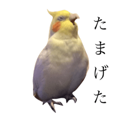 [LINEスタンプ] ☆オカメインコのもんちゃん☆