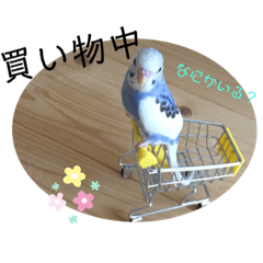 [LINEスタンプ] まるいふちのインコのすたんぷ