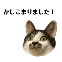 [LINEスタンプ] Steve＆Matilda＆Lucy