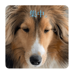 [LINEスタンプ] シェルティ蓮華の日常2