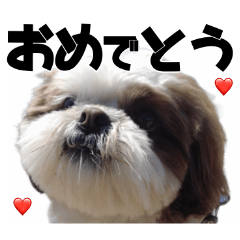 [LINEスタンプ] シーズー犬 らいくん 3