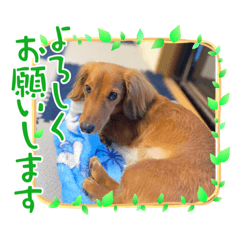 [LINEスタンプ] 愛犬の気持ち①