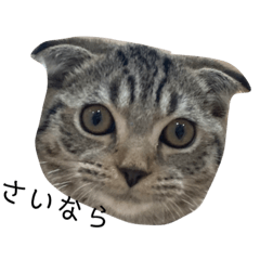 [LINEスタンプ] スコのちーちゃん2