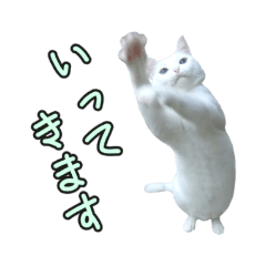 [LINEスタンプ] 我が家のネコちゃん①