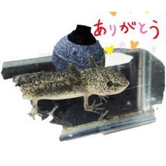 [LINEスタンプ] ウーパールーパー挨拶だお