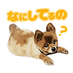 [LINEスタンプ] ポメラニアン犬 蘭丸くん 第二弾