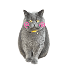 [LINEスタンプ] うちのわんにゃんず4