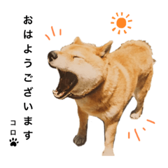[LINEスタンプ] コロちゃんの日常編