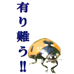 [LINEスタンプ] テントウムシ2からーBIG