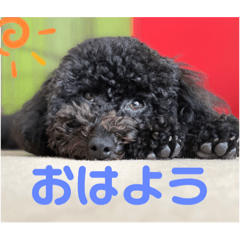 [LINEスタンプ] わたしのワンコシリーズ2