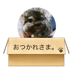 [LINEスタンプ] ちんちらちゃん