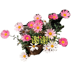 [LINEスタンプ] 自然の花束（中国語挨拶）