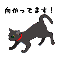 [LINEスタンプ] 黒猫アニメーションの画像（メイン）