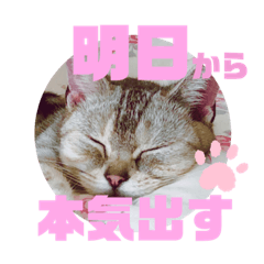 [LINEスタンプ] うちのこビビ