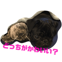 [LINEスタンプ] 黒パグのモモちゃんスタンプ